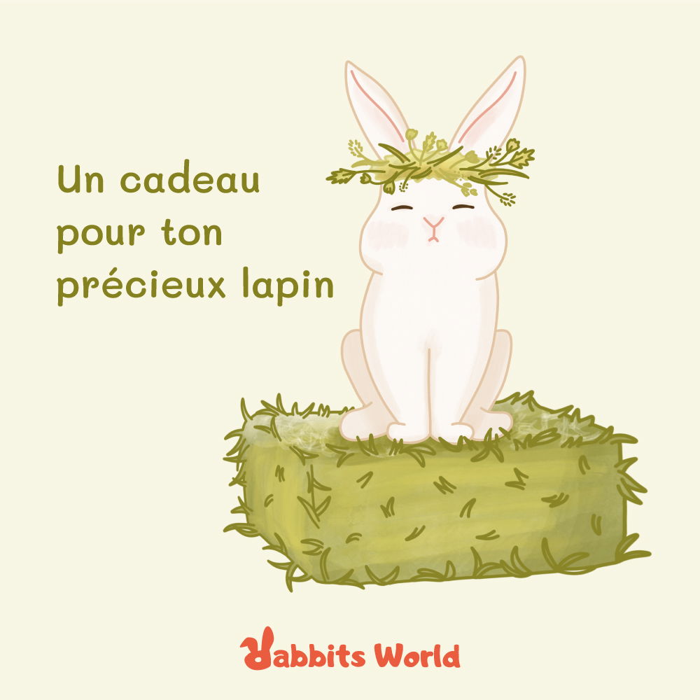 carte_cadeau_lapin