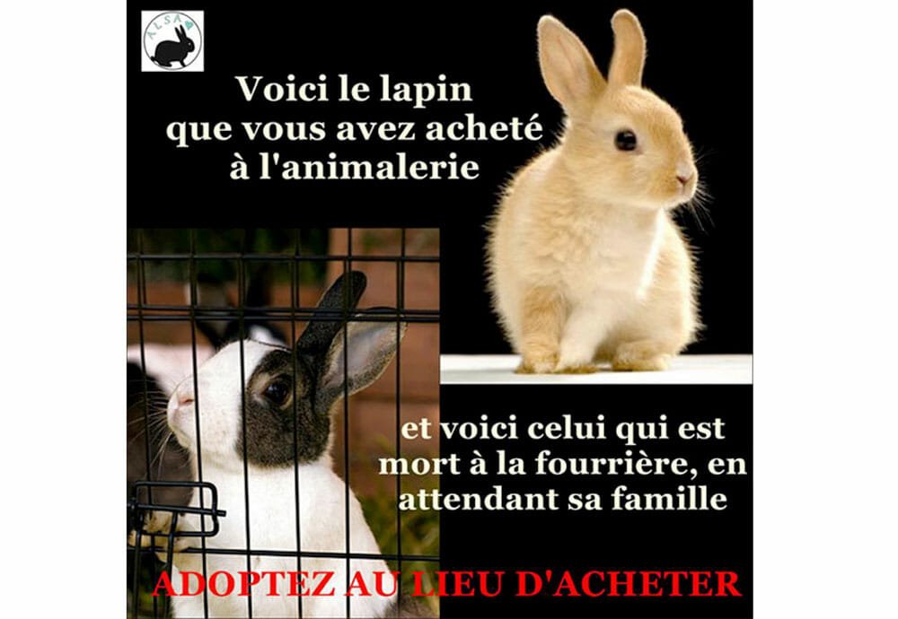 Liste des associations de protection des lapins