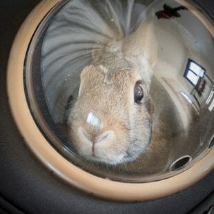 Sac à dos pour lapin