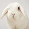 Cutelittlefluffywhitelopearedbunnyrabbit-100x100