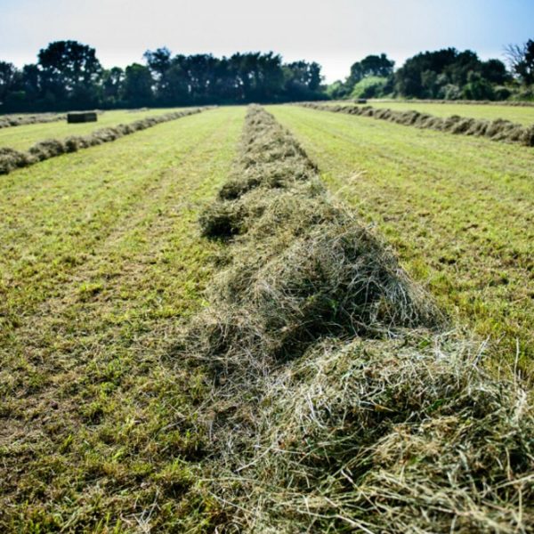 Foin de Crau pour lapin