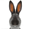 portraitrabbit-100x100