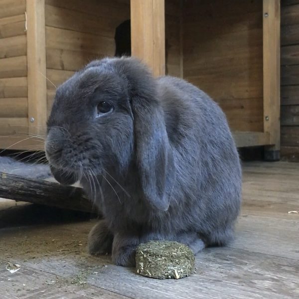 Buchettes de foin de crau pour lapin