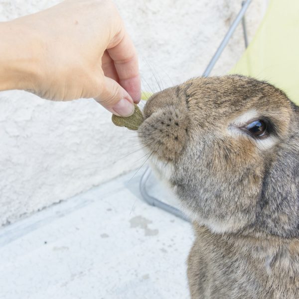 Biscuits Barley Bio Oxbow pour lapin