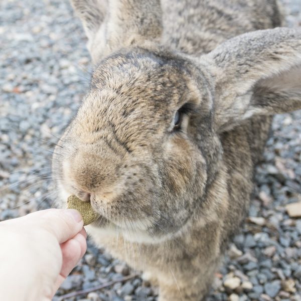 Biscuits Barley Bio Oxbow pour lapin