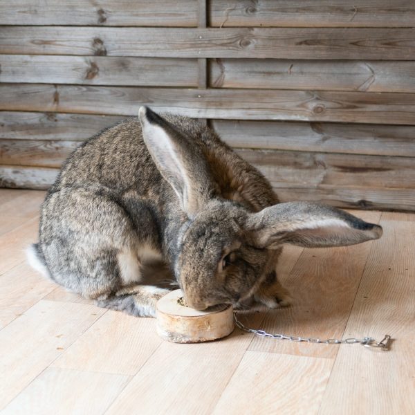 La balançoire aux herbes en bois à suspendre pour lapin