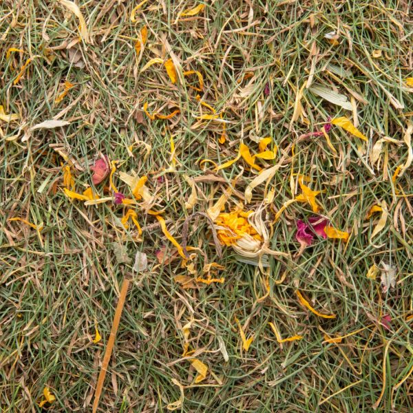 Le bout de prairie aux fleurs, aux légumes ou au pissenlit pour lapin