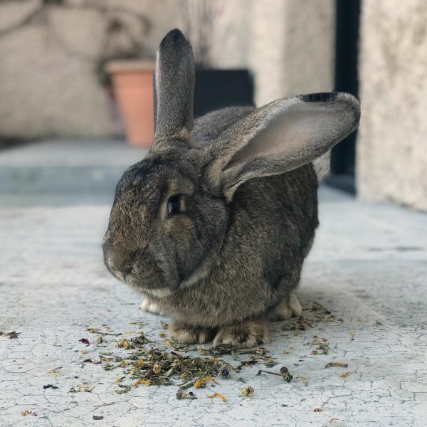 Fleurs et herbes de notre campagne pour lapin