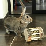 Le ratelier à foin roulant en bois pour lapin