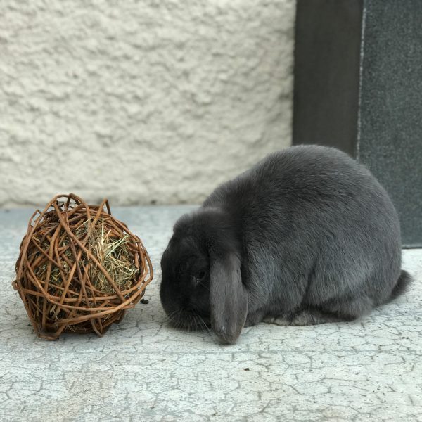 Balle XL en bois de saule pour lapin