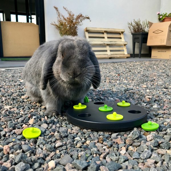 Le petit snack pour les lapins