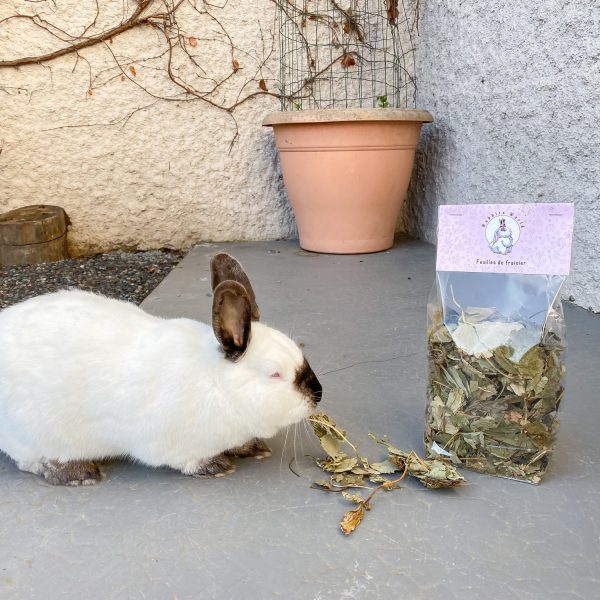 Feuilles de fraisier pour lapin