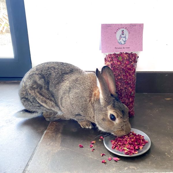 Pétales de rose pour lapin