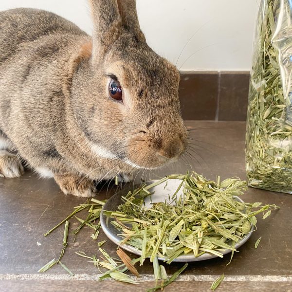 Avoine verte pour lapin