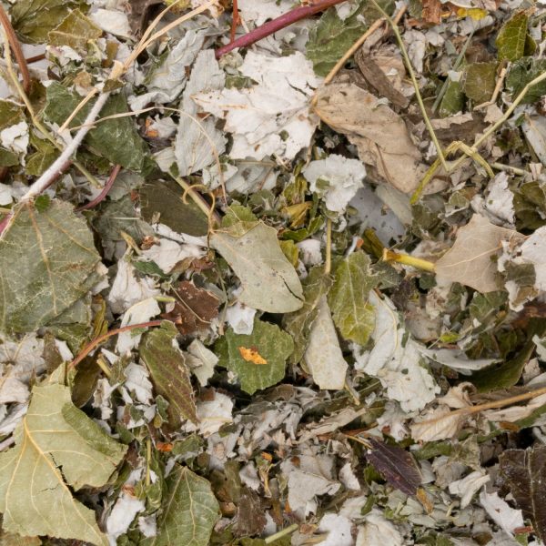 Feuilles de framboisier pour lapin