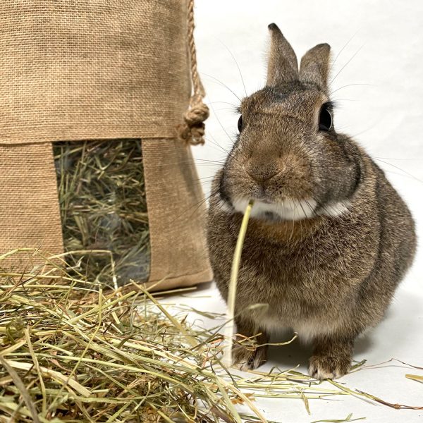 Foin bio de Normandie pour les lapins