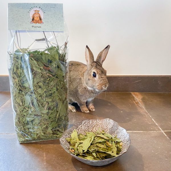 Feuilles de plantain pour lapin