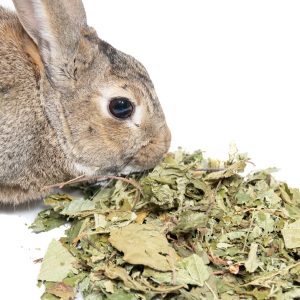 Feuilles de noisetier pour les lapins