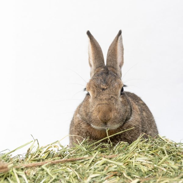 Mini botte de foin bio de Normandie pour les lapins