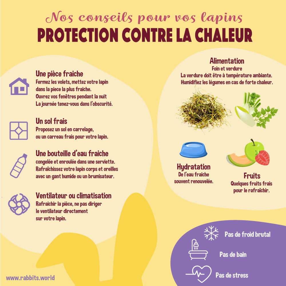 Nos conseils pour protéger le lapin de la chaleur