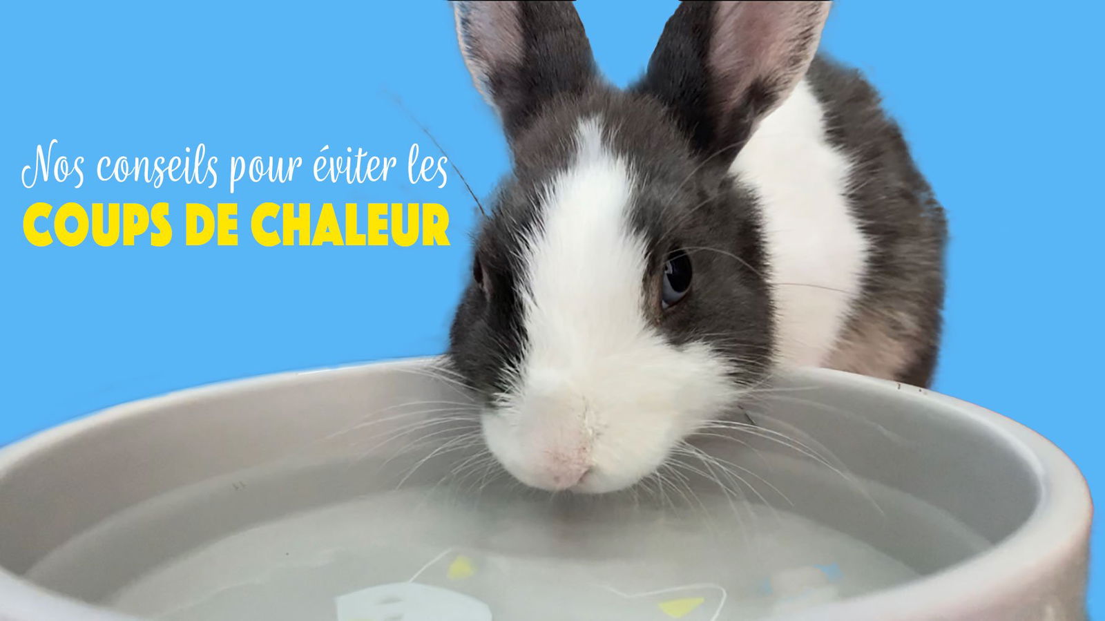 Nos conseils pour éviter les coups de chaleur du lapin