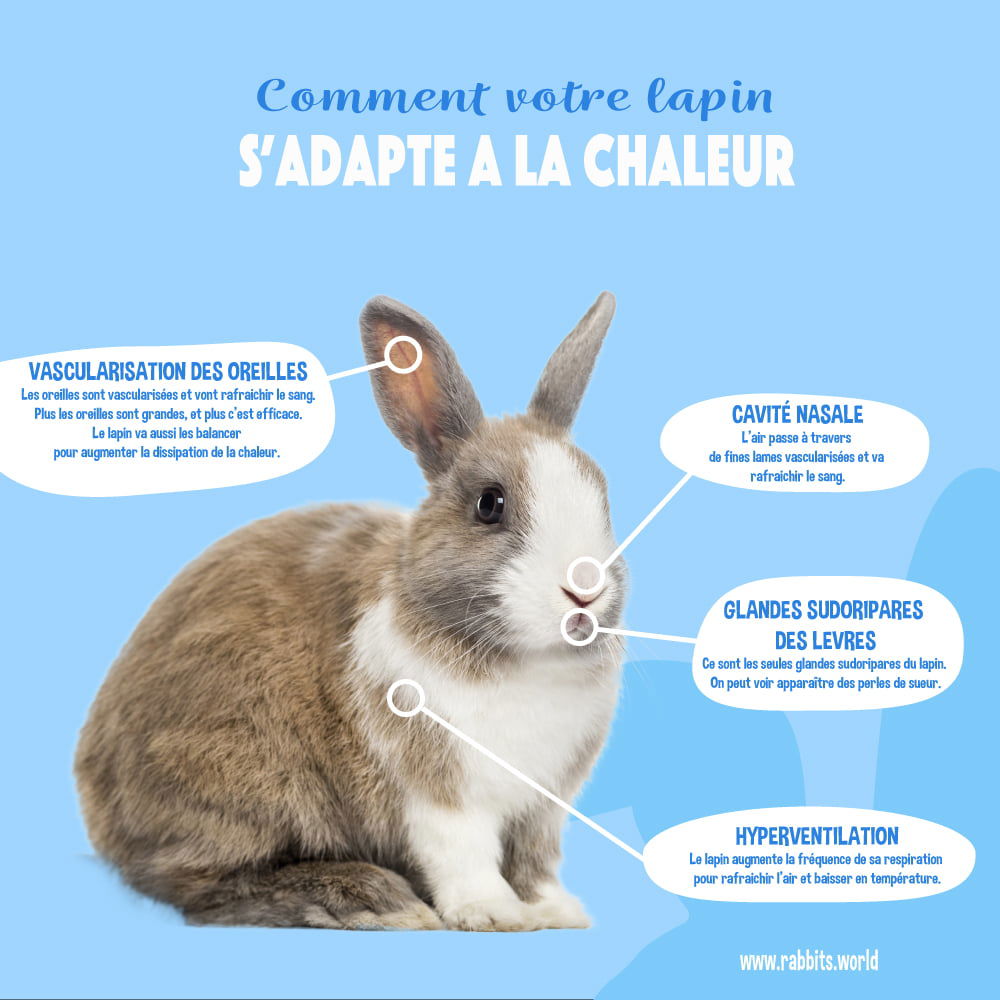 Nos conseils pour protéger le lapin de la chaleur