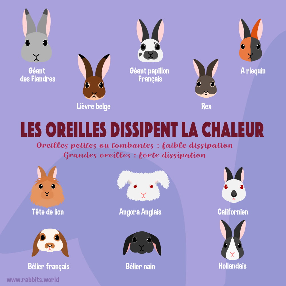 Les oreilles des différentes races de lapin