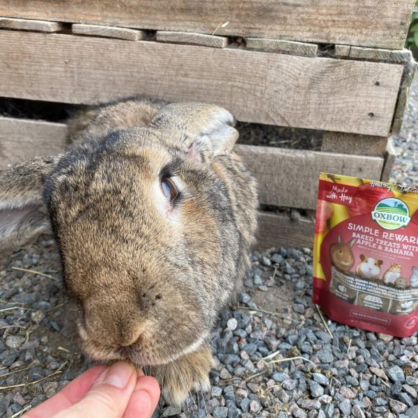 Coeur au foin, banane et pomme Oxbow pour lapin