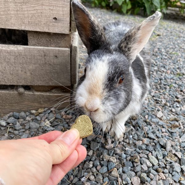 Coeur au foin, banane et pomme Oxbow pour lapin