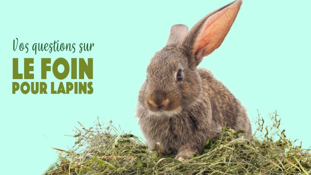 Questions sur le foin pour le lapin