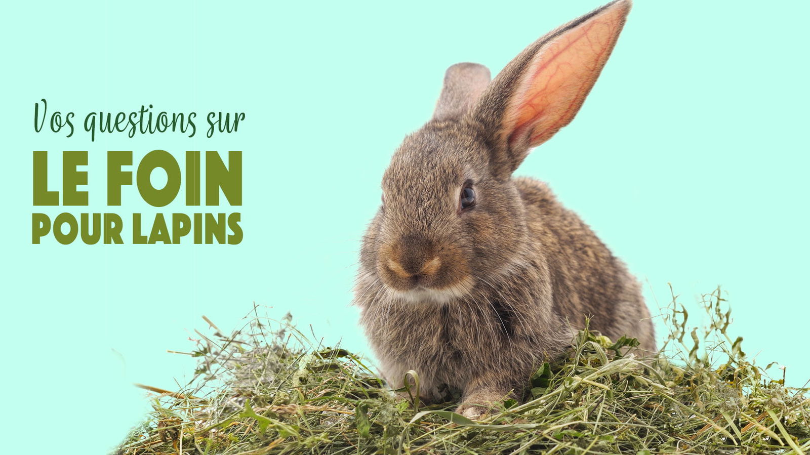 Questions sur le foin pour le lapin