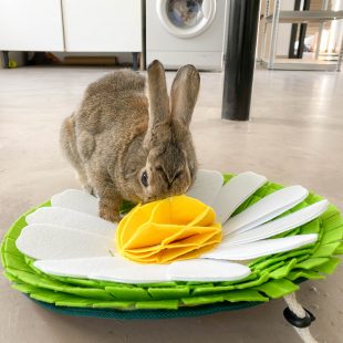 Tapis de fouille marguerite pour lapin