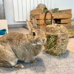 Balle XXL au foin bio de Normandie pour lapin