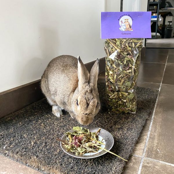 Echinacée pour les lapins