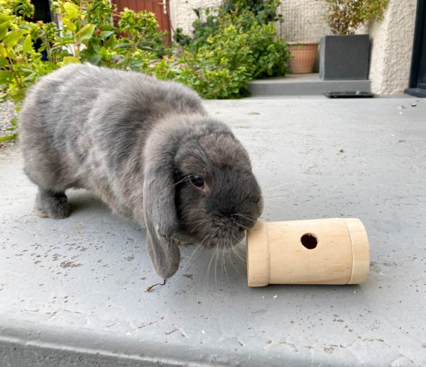 Course-Poursuite en bois pour lapin