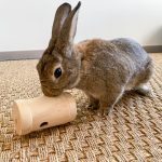 Course-Poursuite en bois pour lapin