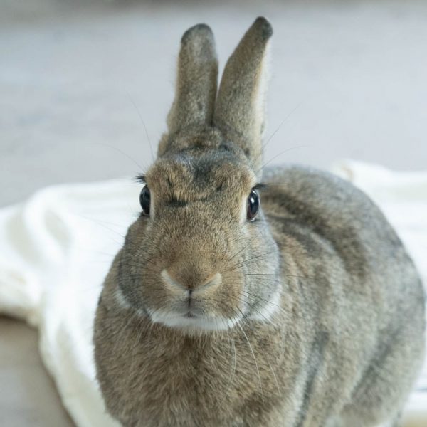 T-shirt Bunny