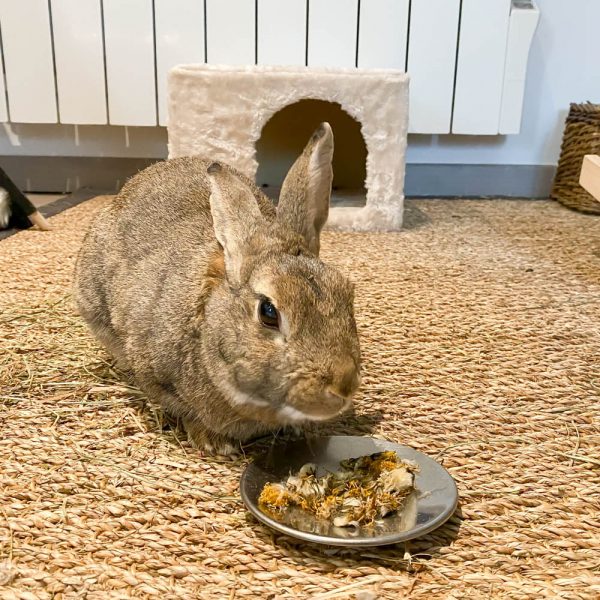 Fleurs de pissenlit pour les lapins