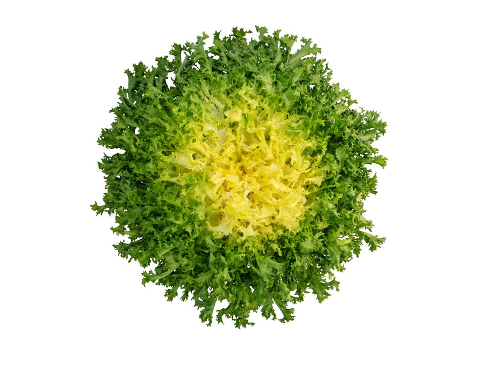 Chicorée frisée pour lapin