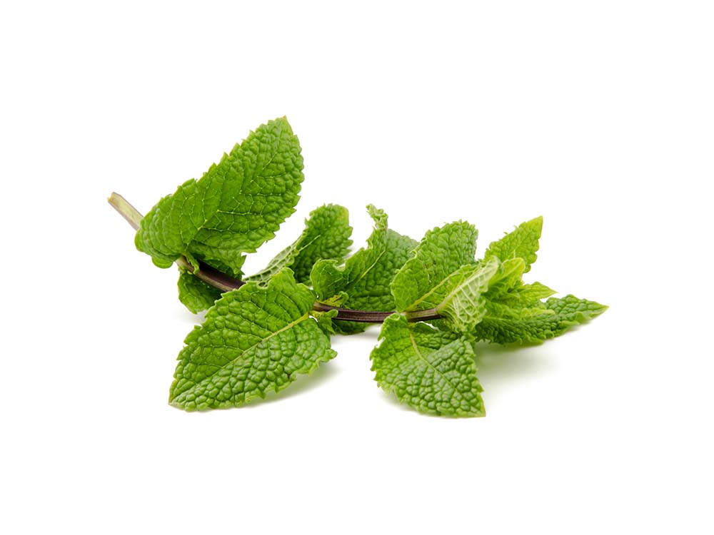 Menthe pour lapin