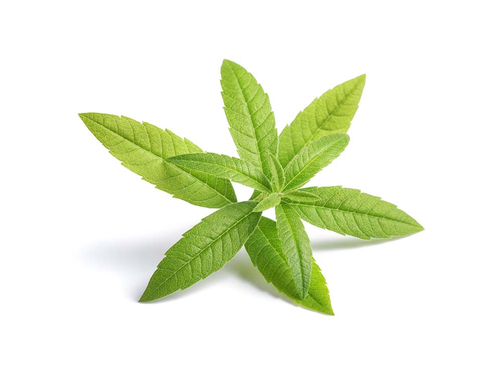 Verveine pour lapin