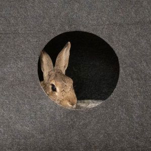 Tente en feutre pour les lapins