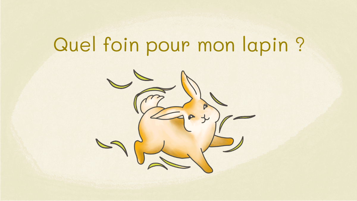 Sélection des meilleurs foins de la boutique Rabbits World