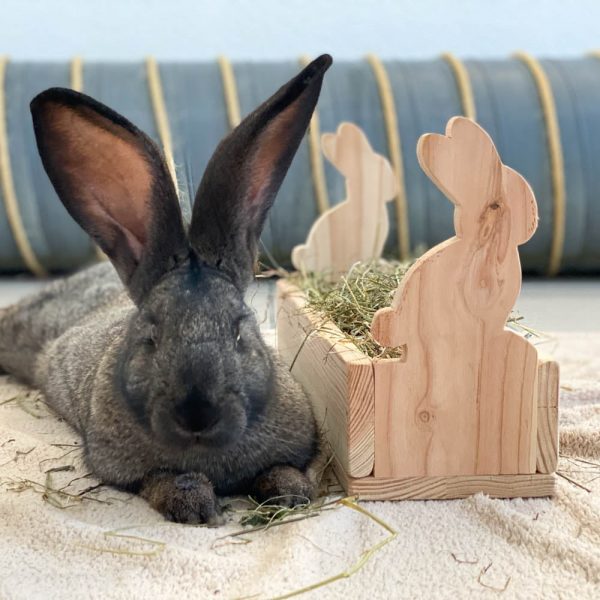 Râtelier Romarin en bois pour les lapins