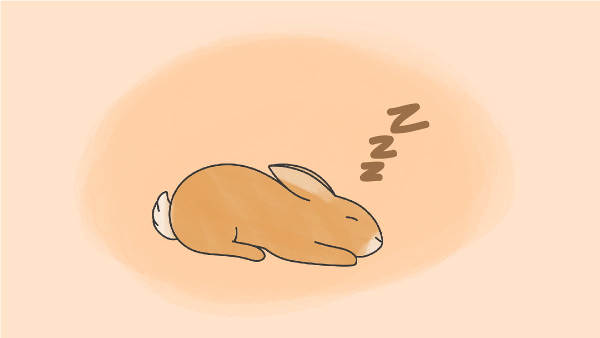 sommeil et rêves du lapin