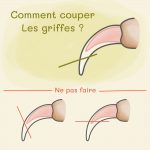 Comment couper les griffes d'un lapin ?