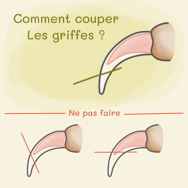 Comment couper les griffes d'un lapin ?