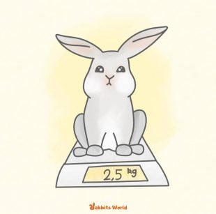 Mon lapin a cessé d'être mignon