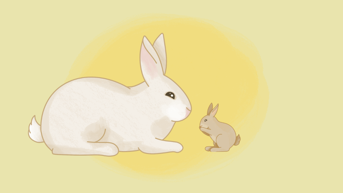 Lapin géant des Flandres : mode d'emploi