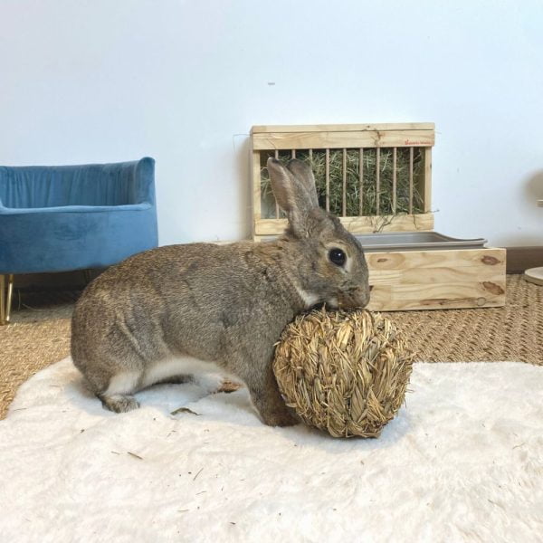 Balle en herbe avec clochette pour lapins